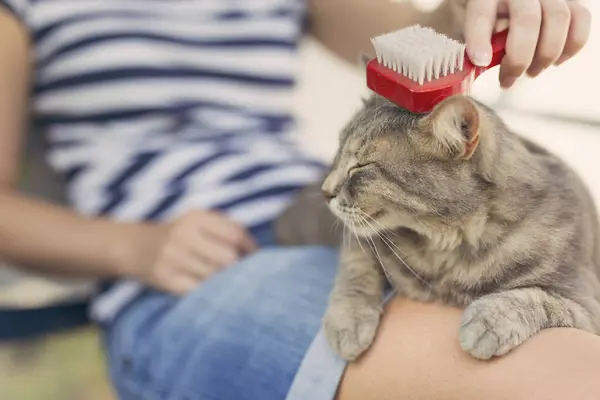 Gato Tabby Acostado Regazo Dueña Disfrutando Mientras Cepillado Peinado Enfoque — Foto de Stock