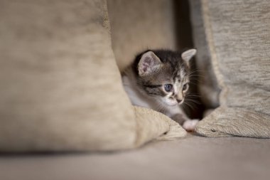 Uykulu küçük kedi kanepeye uzanmış, minderlerin arasında saklanıyor ve dikizliyordu.