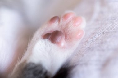 Şirin bir yavru kedinin patisinin ayrıntıları. Ev kedisi sahibinin kucağında kestiriyor.