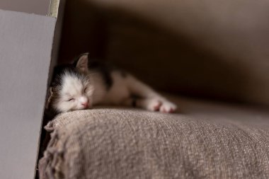 Sevimli kedi yavrusu oturma odasındaki kanepede uyuyor.