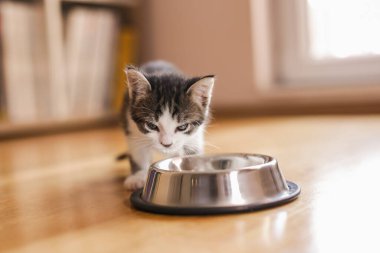 Oturma odasının zeminine yerleştirilmiş bir kaseden süt yalayan güzel bir kedi yavrusu.