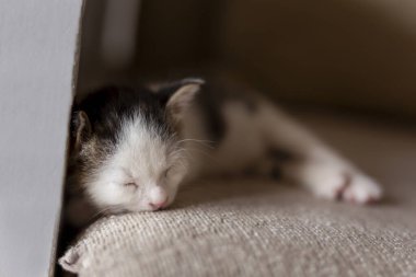 Sevimli kedi yavrusu oturma odasındaki kanepede uyuyor.