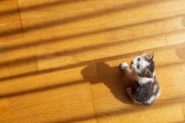 Oturma odasında gölgeleri kovalayan sevimli, gri ve beyaz kedi yavrusu manzarası.