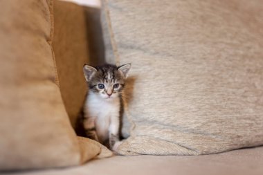 Kanepede oynayan, minderlerin arasında saklanan ve gözetleyen bir kedi yavrusu.