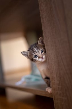 Çevresindeki dünyayı keşfeden, evdeki kahve masası rafına tırmanan ve gizlice gözetleyen oyuncu bir yavru kedi.