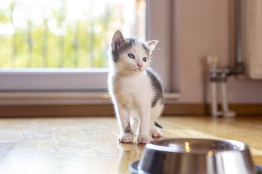 Oturma odasının zeminine bir kase sütün yanında oturan güzel bir kedi yavrusu.