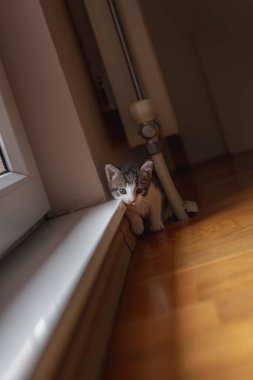 Oturma odasının zemininde oynayan güzel bir kedi yavrusu.