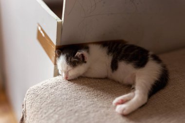 Sevimli kedi yavrusu oturma odasındaki kanepede uyuyor.
