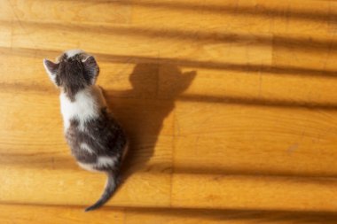 Oturma odasında gölgeleri kovalayan sevimli, gri ve beyaz kedi yavrusu manzarası.