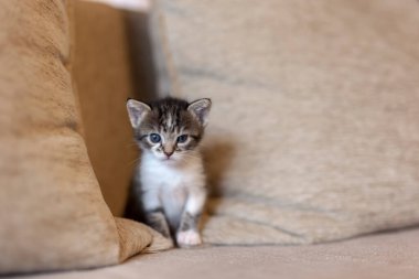 Kanepede oynayan, minderlerin arasında saklanan ve gözetleyen bir kedi yavrusu.