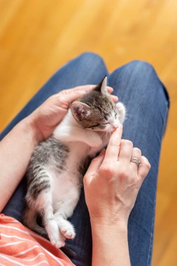 Yüksek açılı kadın kucağında ve sevimli beyaz ve gri kedi yavrusuna sarılıyor.