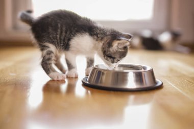 Oturma odasının zeminine yerleştirilmiş bir kaseden süt yalayan güzel bir kedi yavrusu.