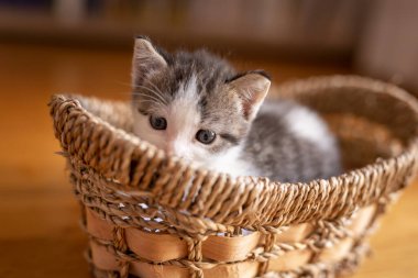 Sevimli gri ve beyaz kedi yavrusu hasır sepette yatıyor, uykulu. 