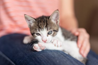 Kucağında kucağında küçük, tatlı, uykucu bir kedi yavrusu olan bir kadın.