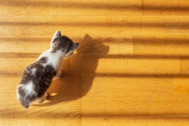 Oturma odasında gölgeleri kovalayan sevimli, gri ve beyaz kedi yavrusu manzarası.