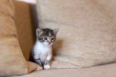 Kanepede oynayan, minderlerin arasında saklanan ve gözetleyen bir kedi yavrusu.