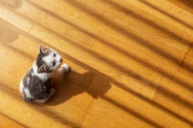 Oturma odasında gölgeleri kovalayan sevimli, gri ve beyaz kedi yavrusu manzarası.