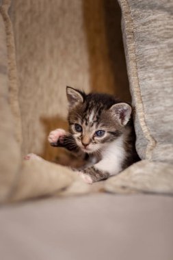 Kanepede oynayan, minderlerin arasında saklanan ve gözetleyen bir kedi yavrusu.
