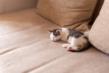Sevimli küçük kedi yavrusu oturma odasındaki kanepede uyuyor.