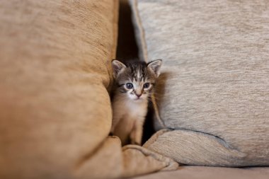 Kanepede oynayan, minderlerin arasında saklanan ve gözetleyen bir kedi yavrusu.