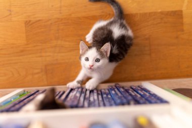 Oturma odasındaki kitap raflarında oynayan, tırmanan, saklanan ve gözetleyen iki sevimli kedi yavrusunun üst görüntüsü.