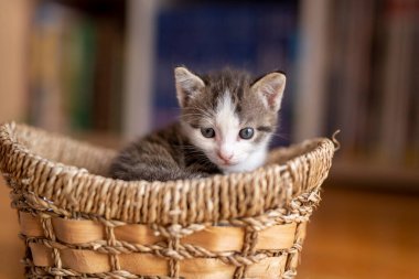 Sevimli gri ve beyaz kedi yavrusu hasır bir sepette oturuyor, uykulu.