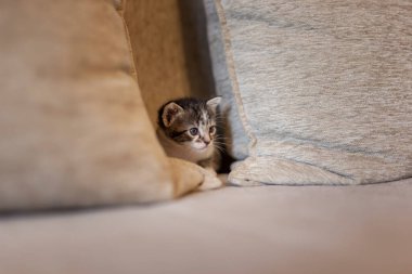 Uykulu küçük kedi kanepeye uzanmış, minderlerin arasında saklanıyor ve dikizliyordu.