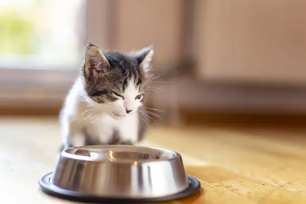 Mooie Kleine Kitten Likken Melk Uit Een Kom Geplaatst Woonkamer — Stockfoto