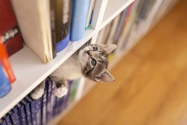 Adorable little kitten playing around book shelves in the living room, climbing, hiding and peeking