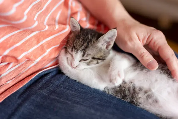 Mulher Segurando Colo Abraçando Bonito Pequeno Gatinho Sonolento — Fotografia de Stock