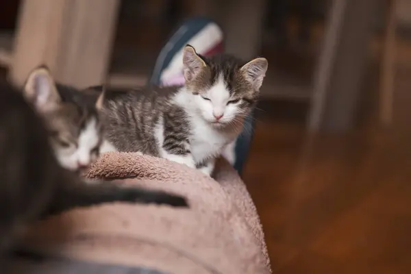 Tres Gatitos Adorables Durmiendo Sofá Sala —  Fotos de Stock