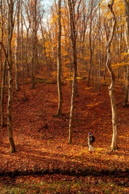 Sırt çantası taşıyan aktif genç bir kadın orman yolunda yürüyor. Renkli yapraklarla kaplı, dışarıda güzel bir sonbahar gününün tadını çıkarıyor.