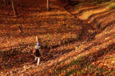 Sırt çantasıyla gezen genç bir kadının renkli yapraklarla kaplı orman yolunda yürüyüşü, açık havada güzel bir sonbahar gününün keyfini çıkarışı.