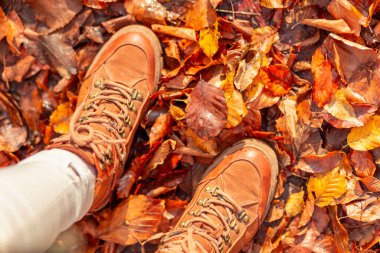 Yürüyüş ayakkabıları giymiş kadın bacaklarının orman yolunda yürüyüşü renkli sonbahar yapraklarıyla kaplı.