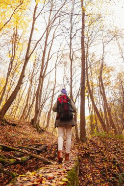 Aktif genç bir kadın sırt çantasıyla ormanda yürüyor, güzel bir sonbahar gününün tadını çıkarıyor, kameradan uzaklaşıyor.