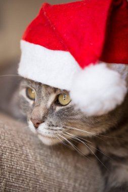 Güzel tekir kedi Noel Baba şapkası takıyor, kanepede yatıyor.