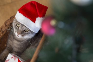Güzel tekir kedi Noel Baba şapkası takıyor, Noel ağacının altında bir sepetin içinde yatıyor.