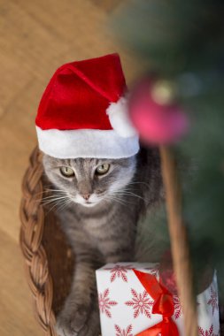 Güzel tekir kedi Noel Baba şapkası takıyor, Noel ağacının altında bir sepetin içinde yatıyor.