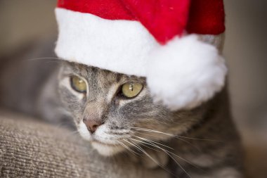 Güzel tekir kedi Noel Baba şapkası takıyor, kanepede yatıyor.