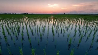 4K Zaman atlaması Güzel yeşil pirinç tarlaları ya da gün batımında suyla çeltik tarlaları, Görüntüler zaman aşımı