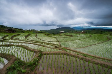 Dikim mevsiminde Ban Pa Bong Piang 'ın terasında güzel pirinç tarlaları, Chiangmai, Tayland