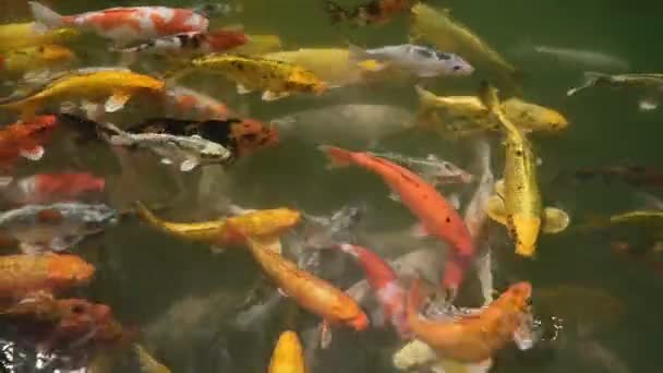 Група Різнокольорових Химерних Коропів Плаває Чистому Водному Ставку Його Золотисто — стокове відео