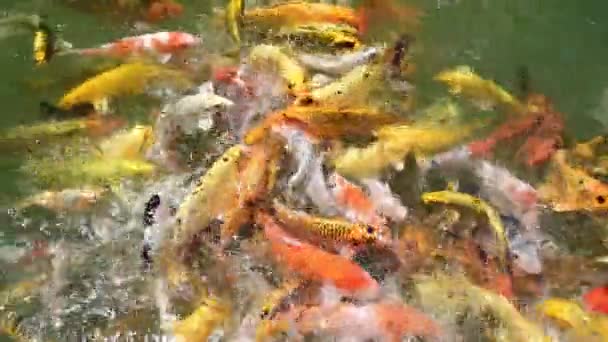 Група Барвистих Вишуканих Коропів Плаває Чистому Водному Ставку Його Золотий — стокове відео