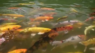 Bir grup renkli sazan, açık su göletinde yüzer. Altın turuncu ve sarı koi balığı sürüsü onlara atılan yiyecek parçalarını takip eder.