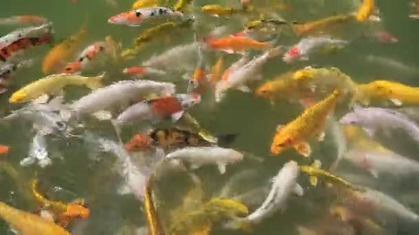 Grupa Kolorowych Fantazyjnych Karpi Pływa Czystym Stawie Wodnym Jego Złotej — Wideo stockowe