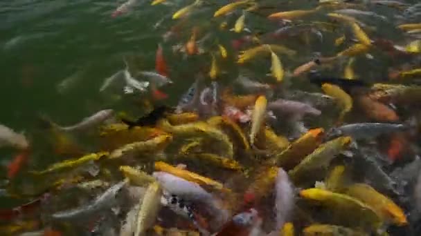 Grupa Kolorowe Fantazyjne Karp Pływać Czystej Wodzie Staw Jego Złoty — Wideo stockowe