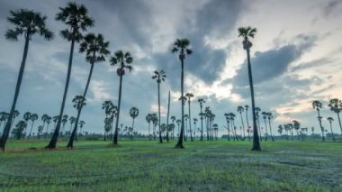 Sabahları çeltik tarlasında güzel manzaralı şeker palmiyesi ağaçlarının süreleri 4K.