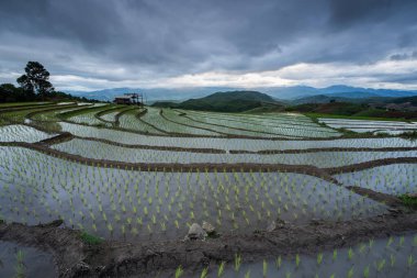 Dikim mevsiminde Ban Pa Bong Piang 'ın terasında güzel pirinç tarlaları, Chiangmai, Tayland