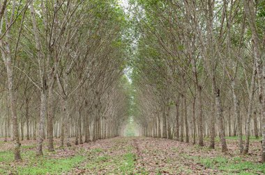 Bahçedeki lastik ağaçlar, Tayland 'daki lastik tarlalar, tarım, ekonomi, sanayi, ahşap bitkiler.
