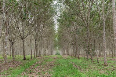 Bahçedeki lastik ağaçlar, Tayland 'daki lastik tarlalar, tarım, ekonomi, sanayi, ahşap bitkiler.
